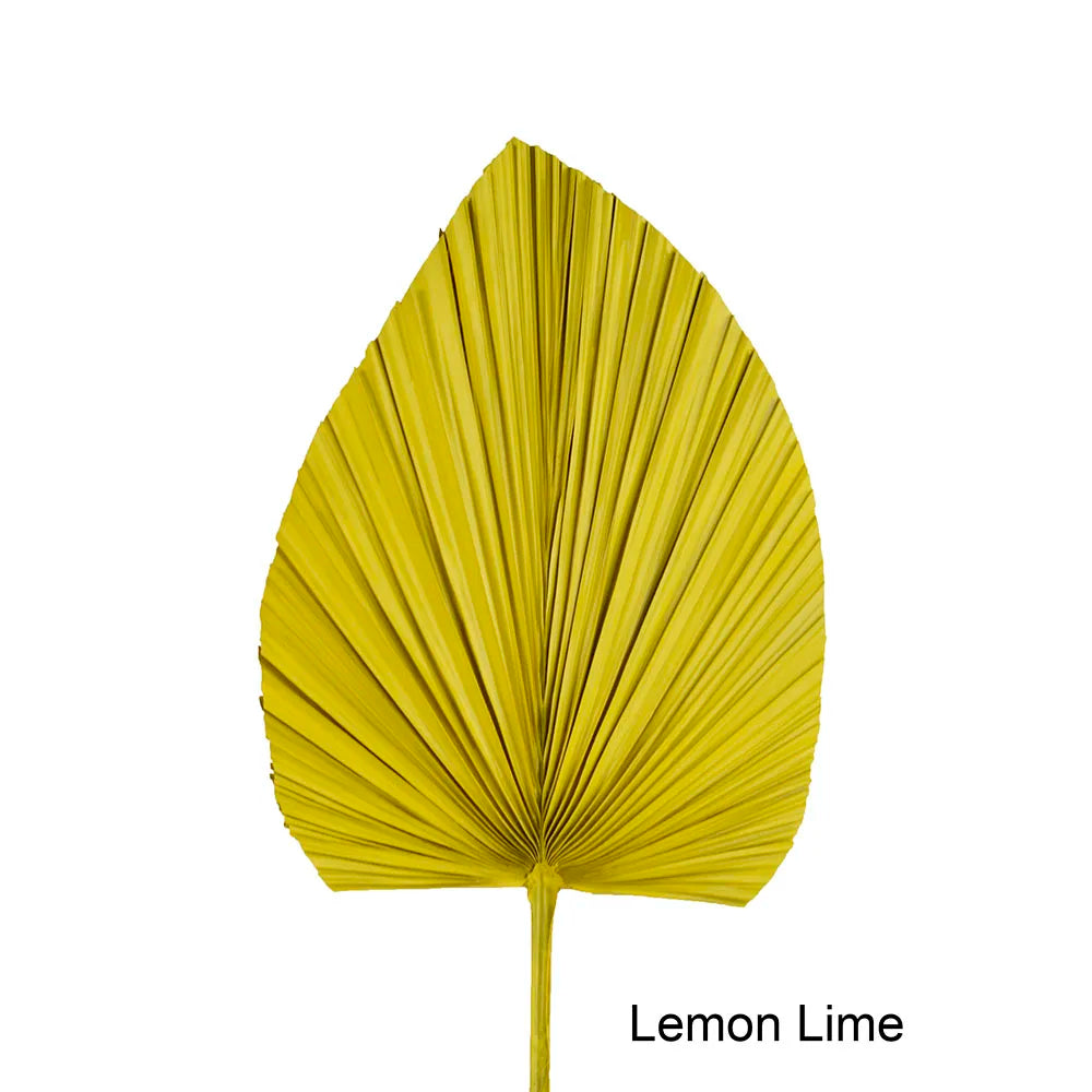 Wholesale Real Natural Blue Palm Spears Preserved Arrow Foliage Stabilized Plants Dried Palm Leaves